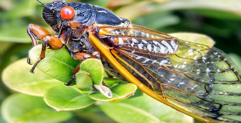 The Brood-X Cicada is coming