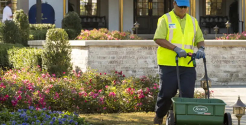 Pros and Cons of Overseeding Your Lawn