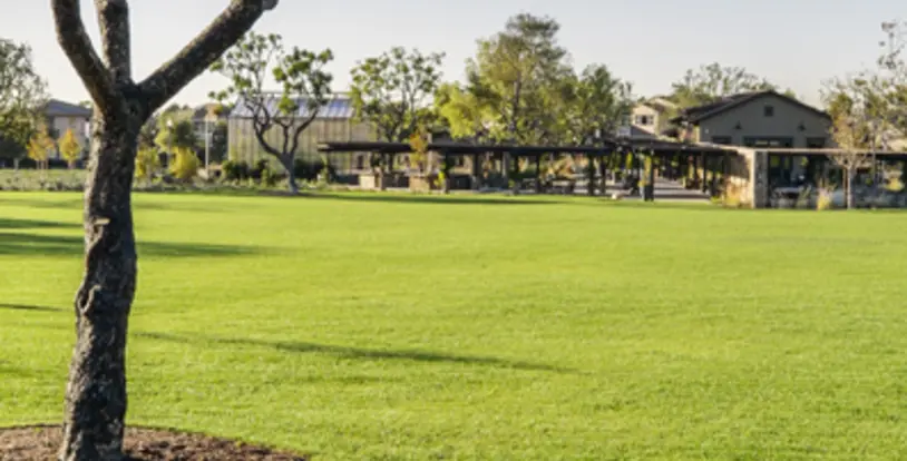 Step by Step Guide to Overseeding