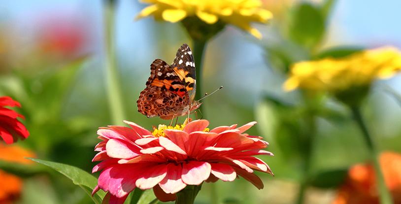 A Painted Lady Butterfly feeds on heirloom zinnias blooming in a pollinator garden.