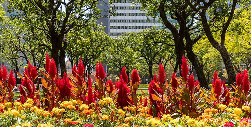 Why Plant Health Care is a Must-Have 