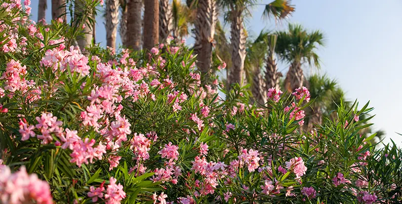 Seasonal Rejuvenation Pruning, Shrubs