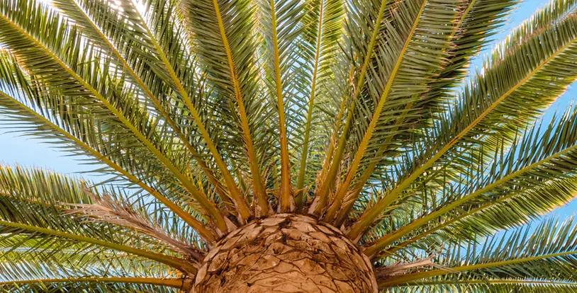 Deep Root Fertilization Palm Tree
