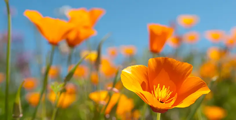 The Ultimate Spring Landscape Checklist