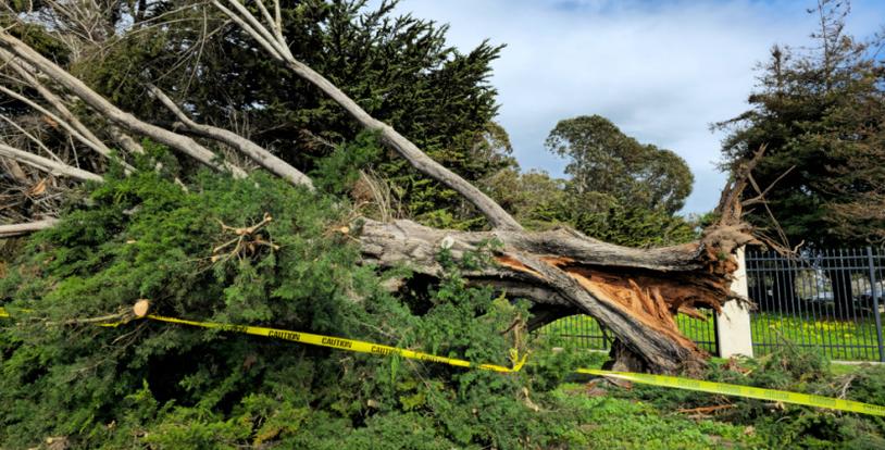 Tree damage hurricane