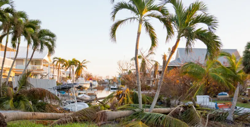 Hurricane damage downed palm trees