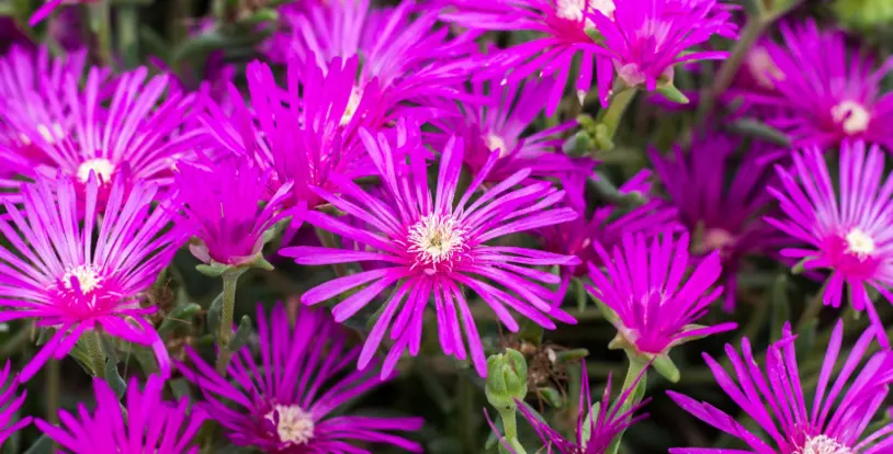 Makeover with BrightView