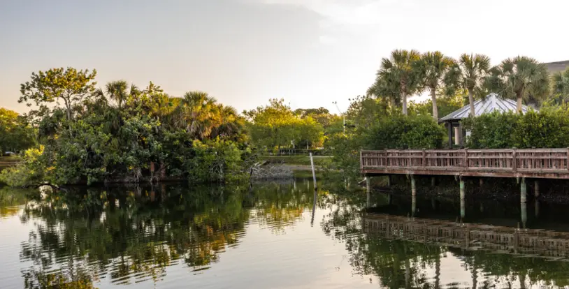 Florida Mangroves