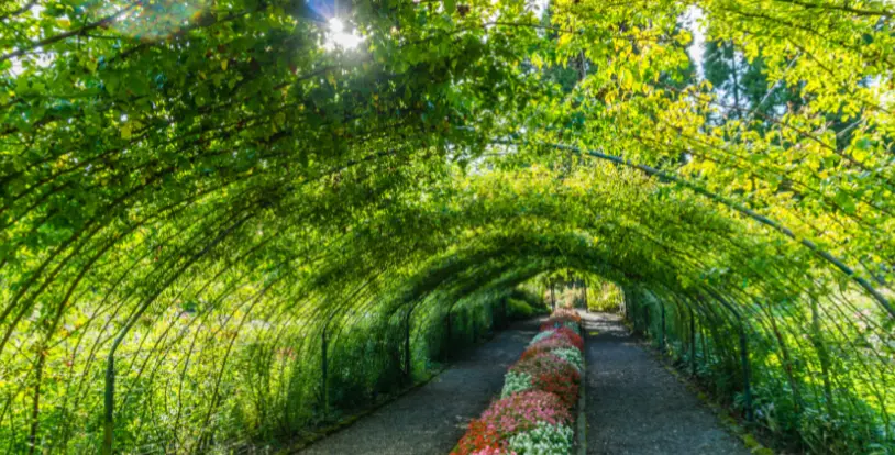 Shaded Garden Canopy