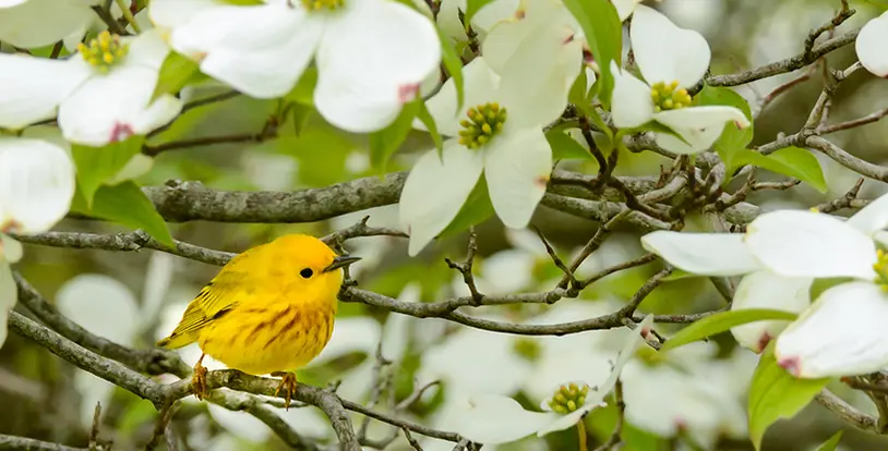 4 Supercharged Tips to Enhance Your Landscape - Related