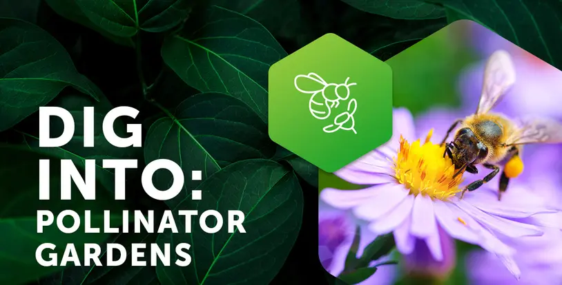 Dig into Pollinator Gardens