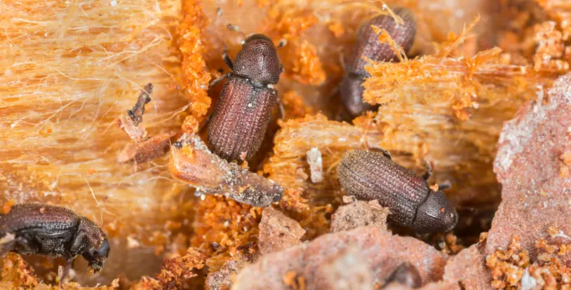 Bark Beetles
