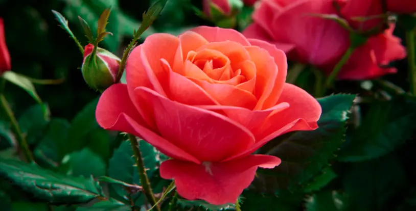 Close up shot of a rose