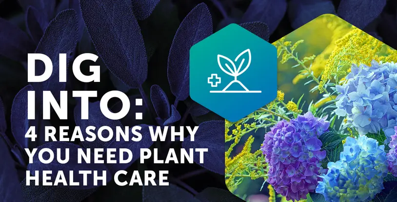 Dig Into 4 Reasons Why You Need Plant Healthcare