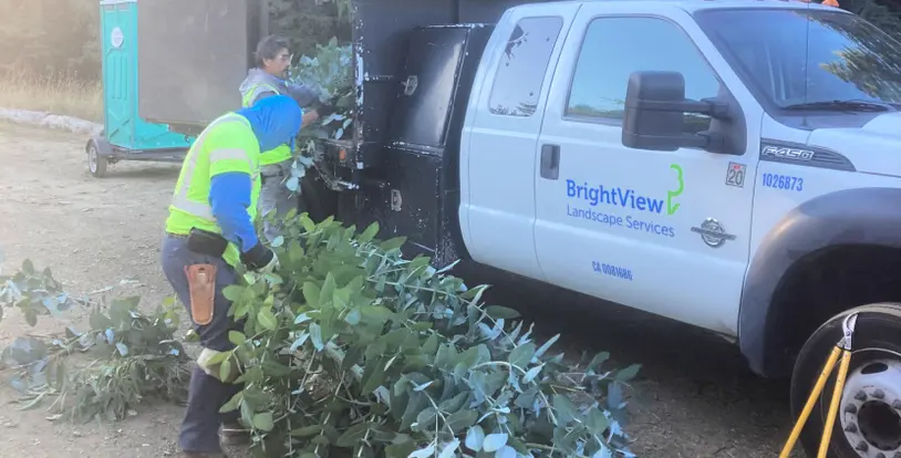 BrightView eucalyptus tree removal Mount Madonna County Park