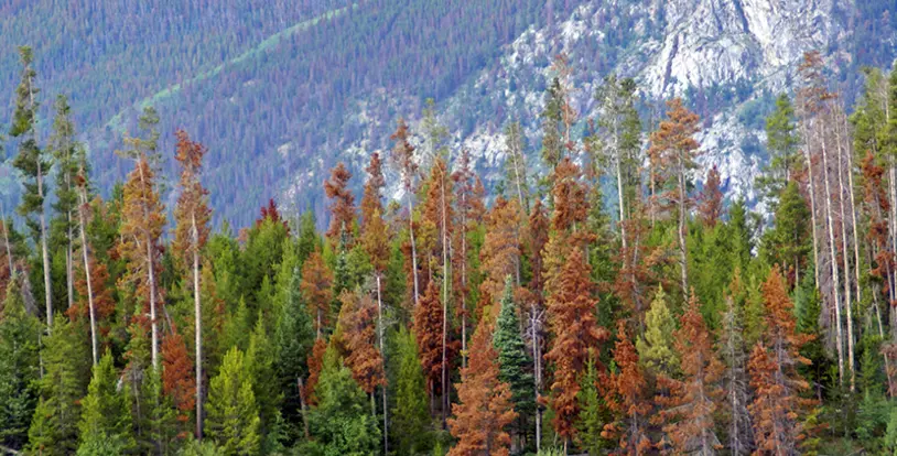 Pine Beetle Tree Infestation