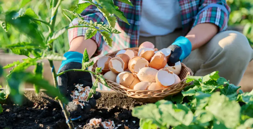 Eggshells tomato plants soil