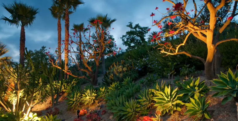 Plant material dusk landscape lighting palm trees