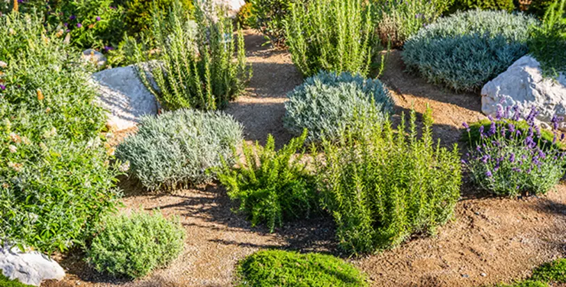 Decomposed Granite Plant Bed
