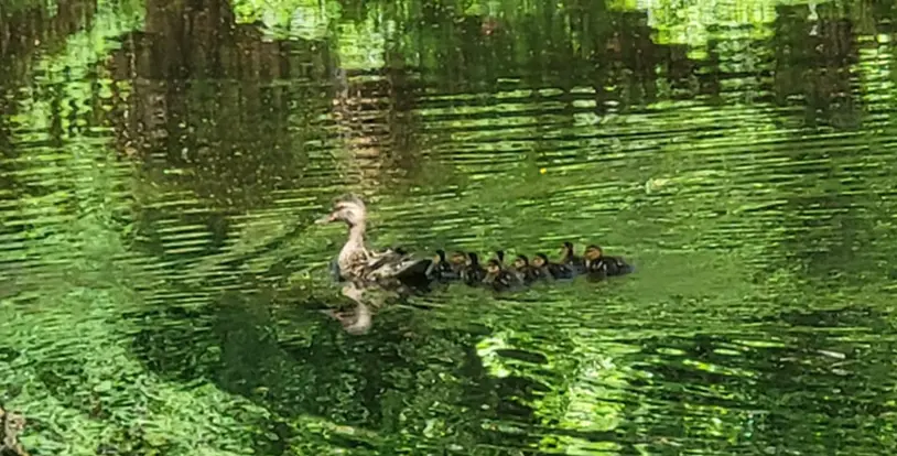 Maintenance ducks