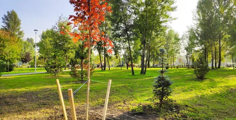 Tree Planting