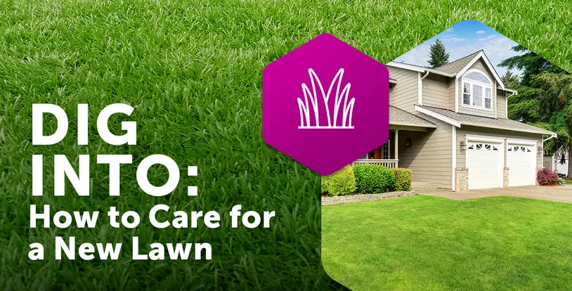 How to care for a new lawn