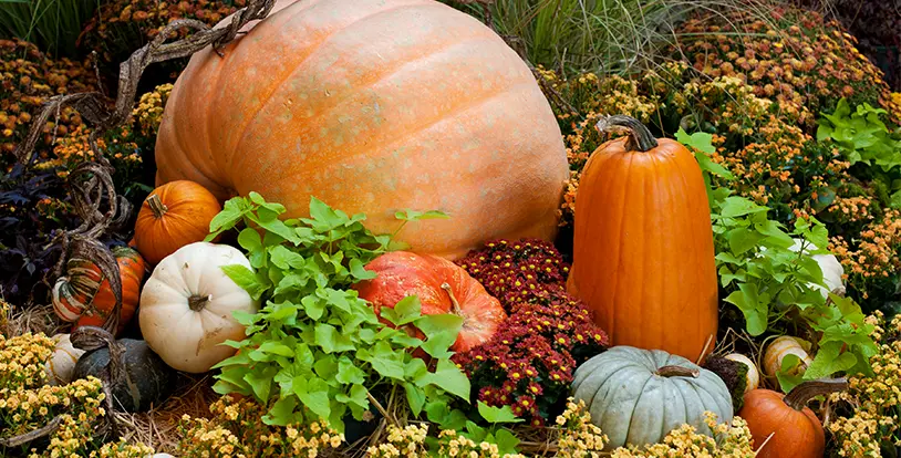 Fall Seasonal Color - Harvest Display