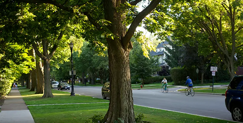 Neighborhood Trees