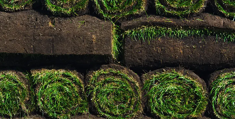 Fresh Sod